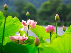 【夢幻蘇杭】蘇州+杭州+上海純玩品質(zhì)四日游