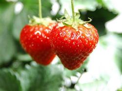 南昌到廬山秀峰、三疊泉、白鹿洞一日游